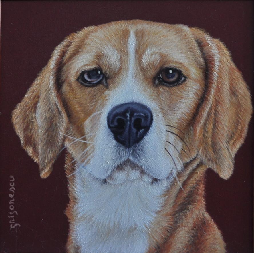 Picturi cu animale portret Beagle