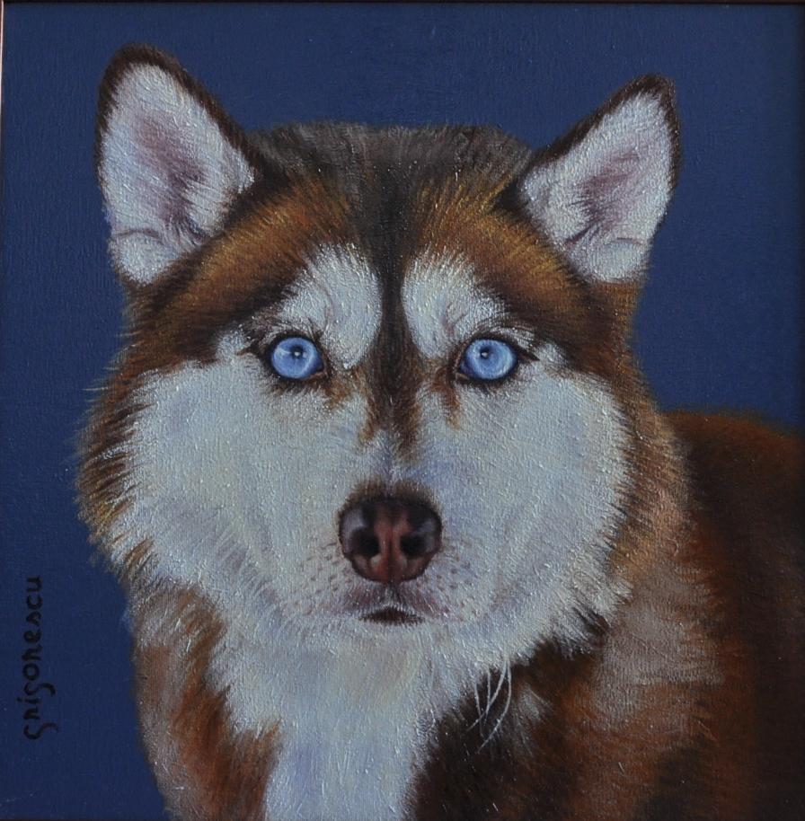 Picturi cu animale portret Husky