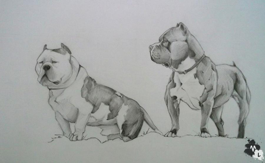 Picturi cu animale American bully