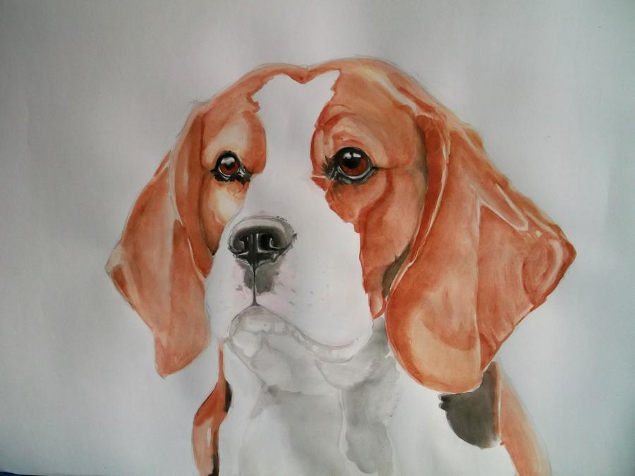 Picturi cu animale Beagle