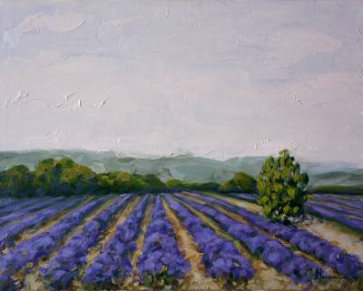 Poza Lavender field