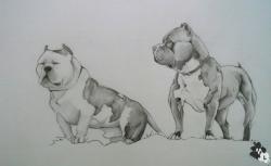 Picturi cu animale American bully